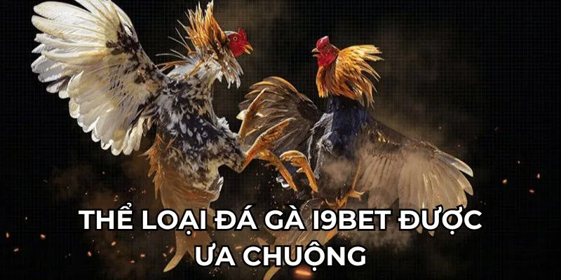 Thể loại đá gà I9BET được ưa chuộng